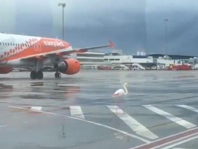 A flamingo was spotted strutting on the tarmac at Palma airport