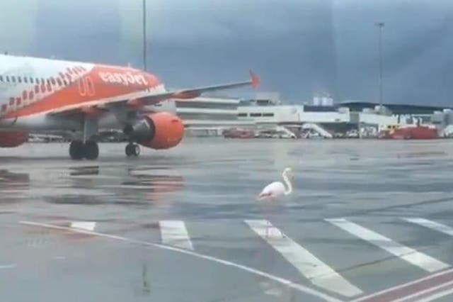 A flamingo was spotted strutting on the tarmac at Palma airport