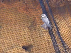 Nets stopping birds reaching nests after migrating from Africa