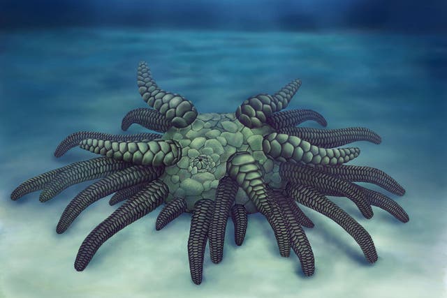 Artist's reconstruction of Sollasina cthulhu
