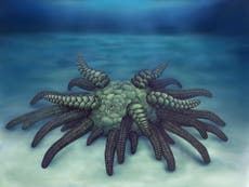 ‘Monstrous’ ancient fossil named after fictional Cthulu creature
