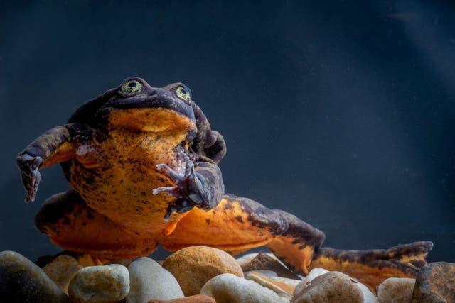 A frog believed to be the last of its kind seems to have finally found a mate