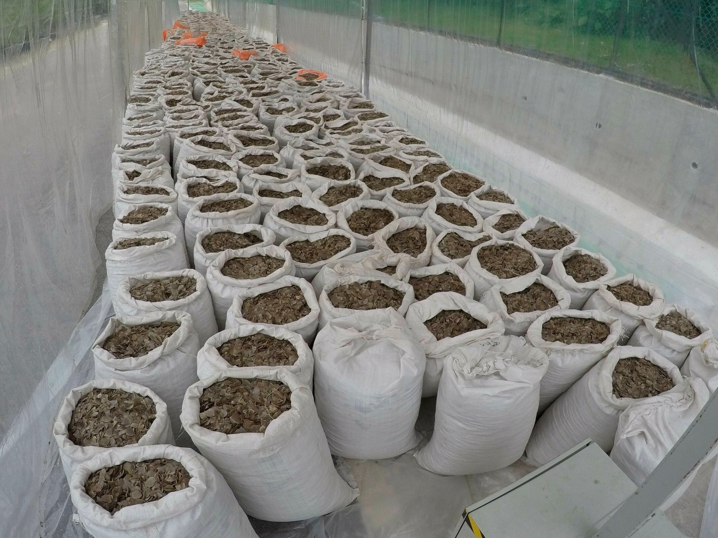 In this 9 April 2019 photo, over 10 tonnes of pangolin scales worth around US$38.1 million are displayed at an undisclosed site in Singapore.