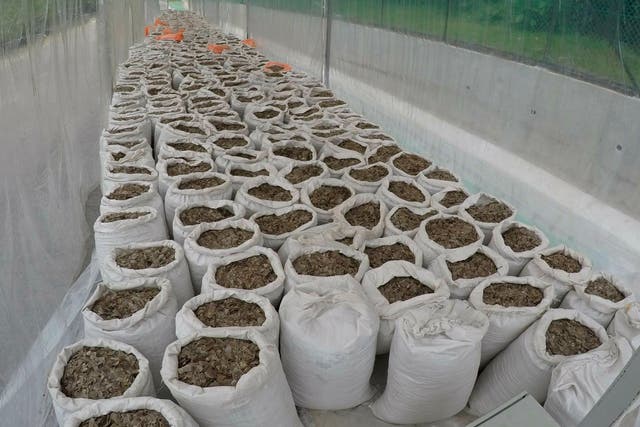 In this 9 April 2019 photo, over 10 tonnes of pangolin scales worth around US$38.1 million are displayed at an undisclosed site in Singapore.