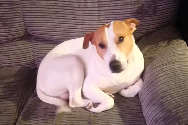Rocco the Staffordshire Bull Terrier had to have emergency surgery