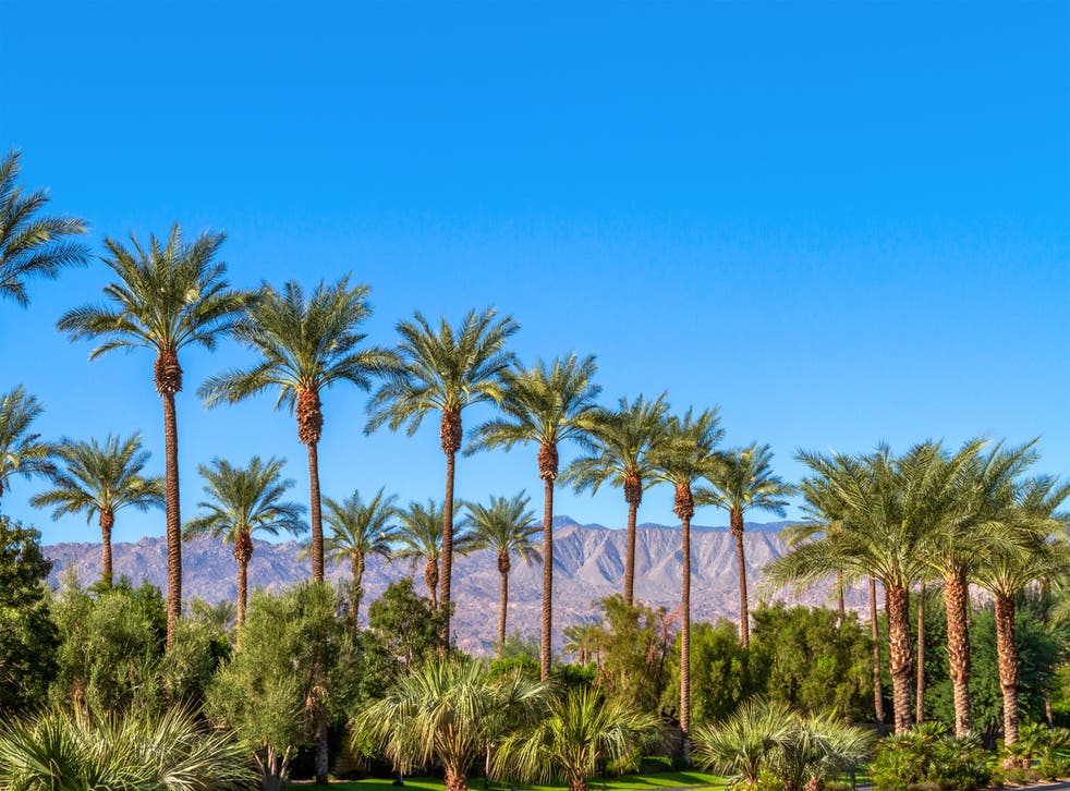 Palm Springs After The Festival, Joshua Tree Landscaping Inc Common Stock News