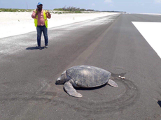 Endangered turtle returns to beach to lay eggs only to find airport