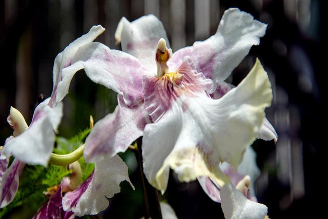 Pastel colored close up of a Cattelya orchid