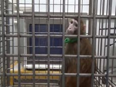 Sanctuaries for retired research monkeys becoming more popular