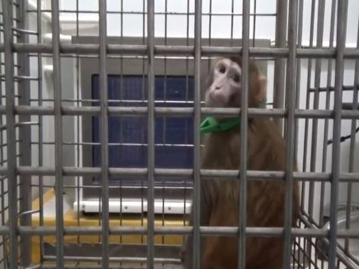 More animal research monkeys being 'retired' to sanctuaries rather than  euthanised | The Independent | The Independent