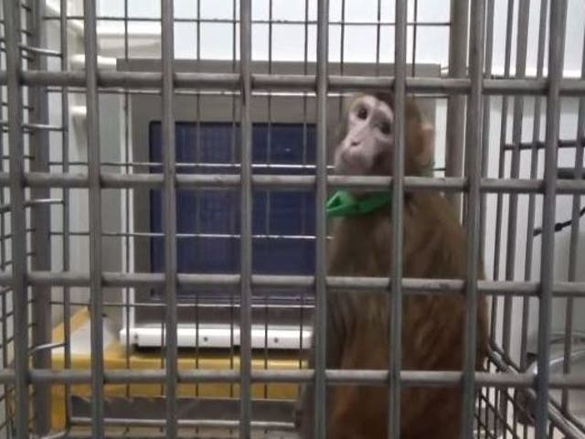 A human gene was implanted in 11 monkeys’ brains