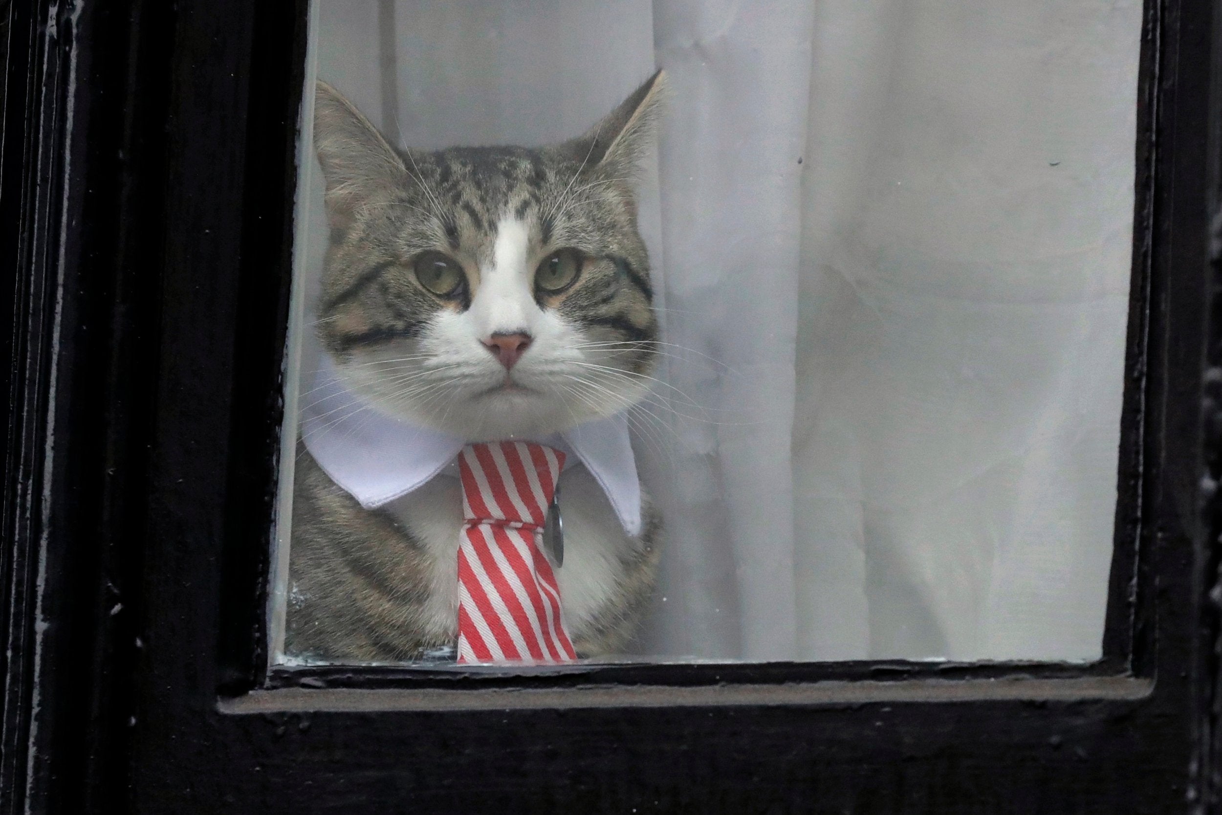 Julian Assange's cat dressed in a collar and tie looks out from a window of the Ecuadorian embassy in London