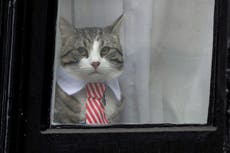 What is going to happen to Julian Assange’s cat?