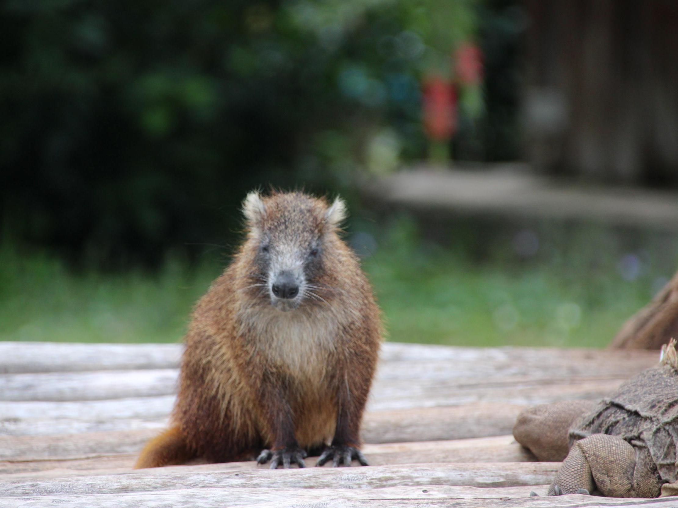 The government wants to farm hutias, large rodents native to Cuba