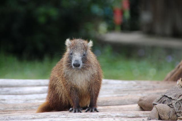 The government wants to farm hutias, large rodents native to Cuba