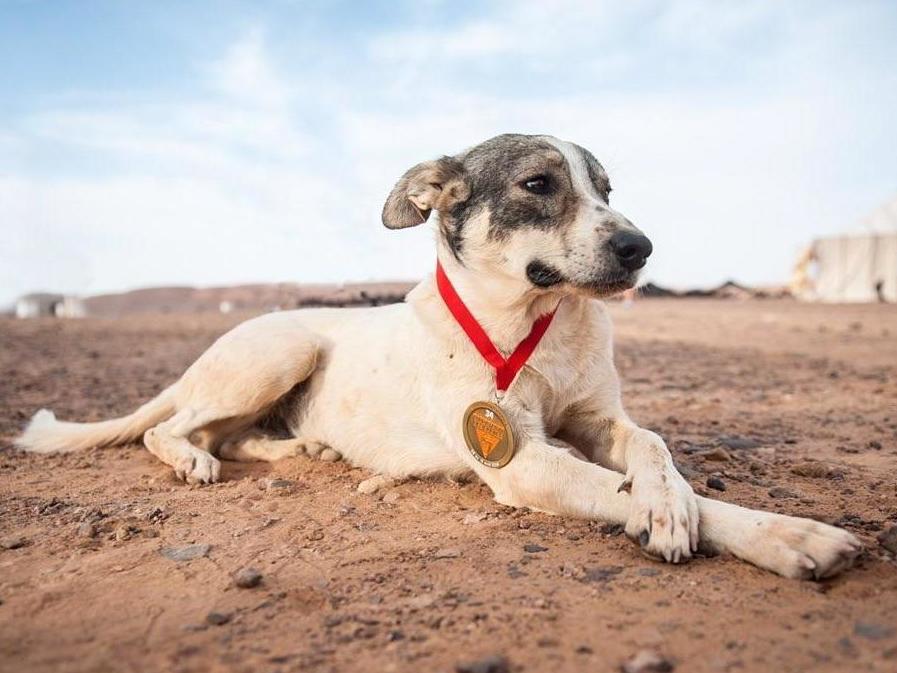 Cactus the dog, also known as Diggedy, poses with his medal during the Marathon des Sables