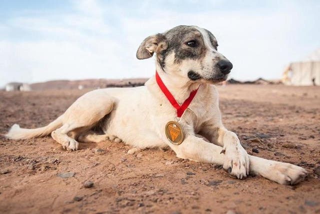 Cactus the dog, also known as Diggedy, poses with his medal during the Marathon des Sables