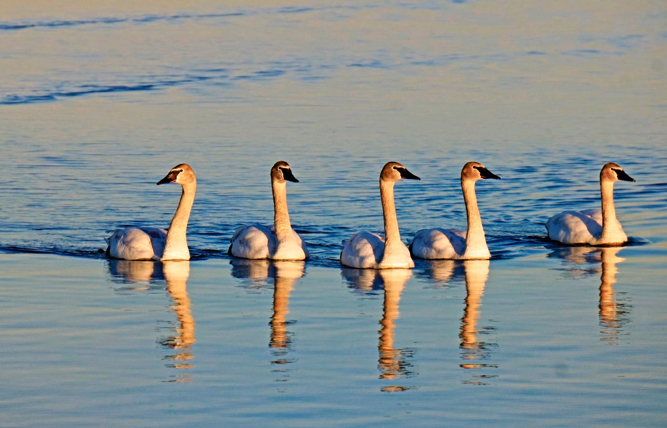 A group of Trumpeter juvenile cygnets in Toronto