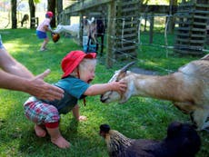 Petting zoos ‘a breeding ground for drug-resistant superbugs’