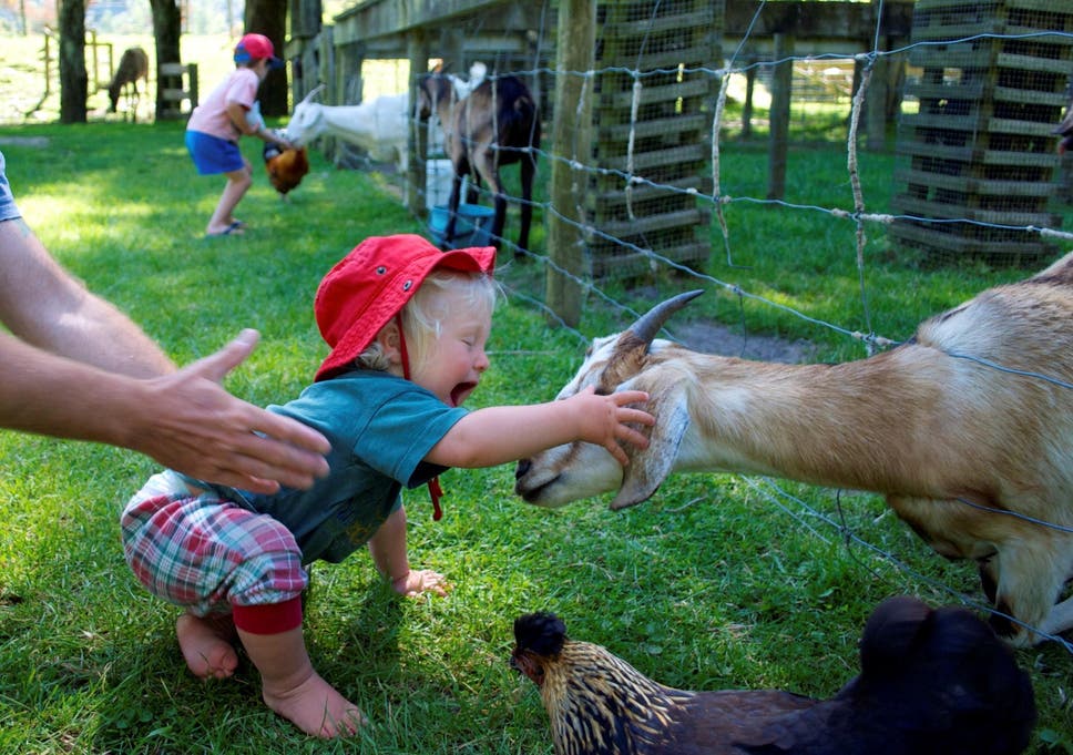 Petting Zoo That Comes To You Near Me - PetsWall