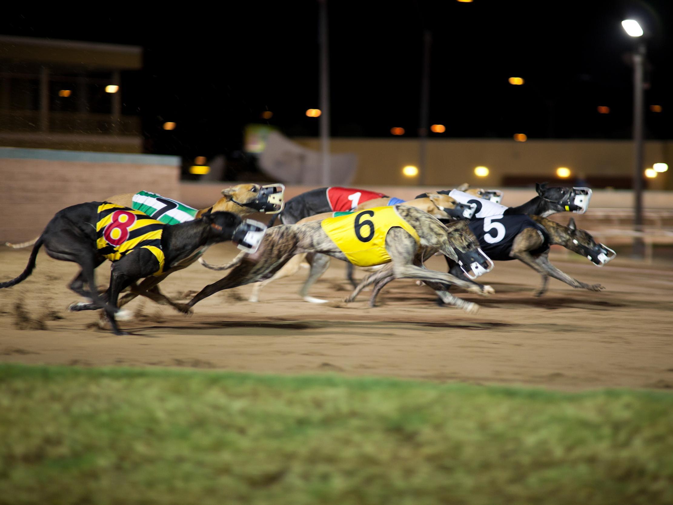 Opponents of greyhound racing fear cocaine could be used more widely than is known, and contributing to dogs' deaths