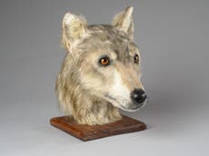 Expert reconstructs face of 4,000-year-old Neolithic dog