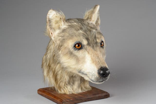 Forensic artist Amy Thornton used a 3D print from a CT scan of a Neolithic dog's skull to create a model of the canine's head, building up muscle, skin and hair.