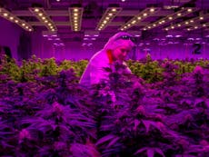 Legal cannabis ‘boosting tax and cutting criminals’ income’ in Canada