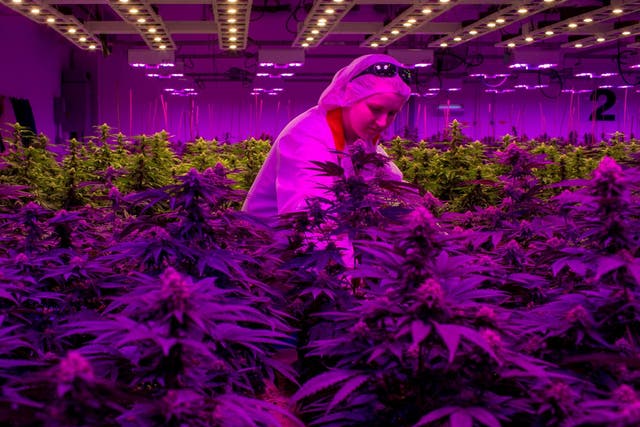 A worker tends to cannabis plants at a licensed marijuana operation in Ontario, Canada