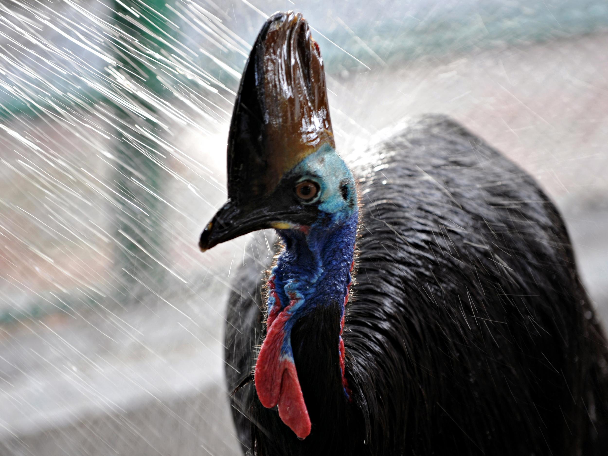 Similar to emus, cassowaries can weigh up to 6kg and reach 6ft in height