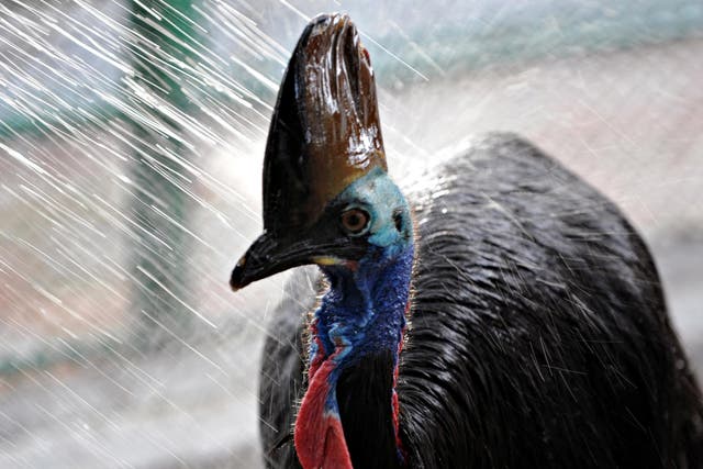 Similar to emus, cassowaries can weigh up to 6kg and reach 6ft in height 
