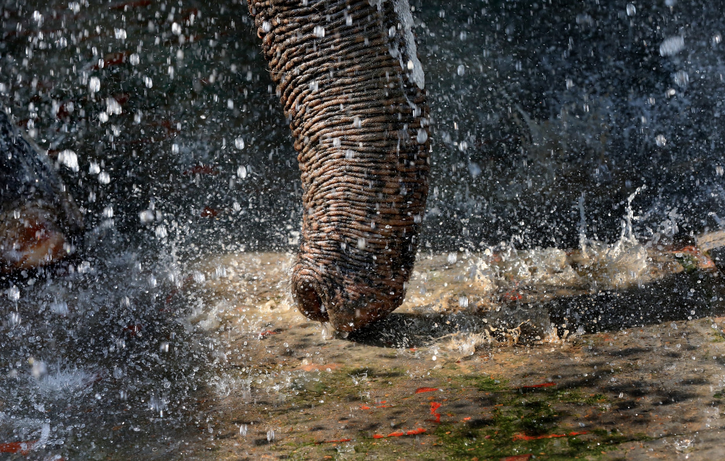 Elephants are rescued from heartbreaking conditions in circuses, from street begging and from highway accidents