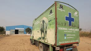 Inside India's first hospital for sick and neglected elephants | The  Independent | The Independent