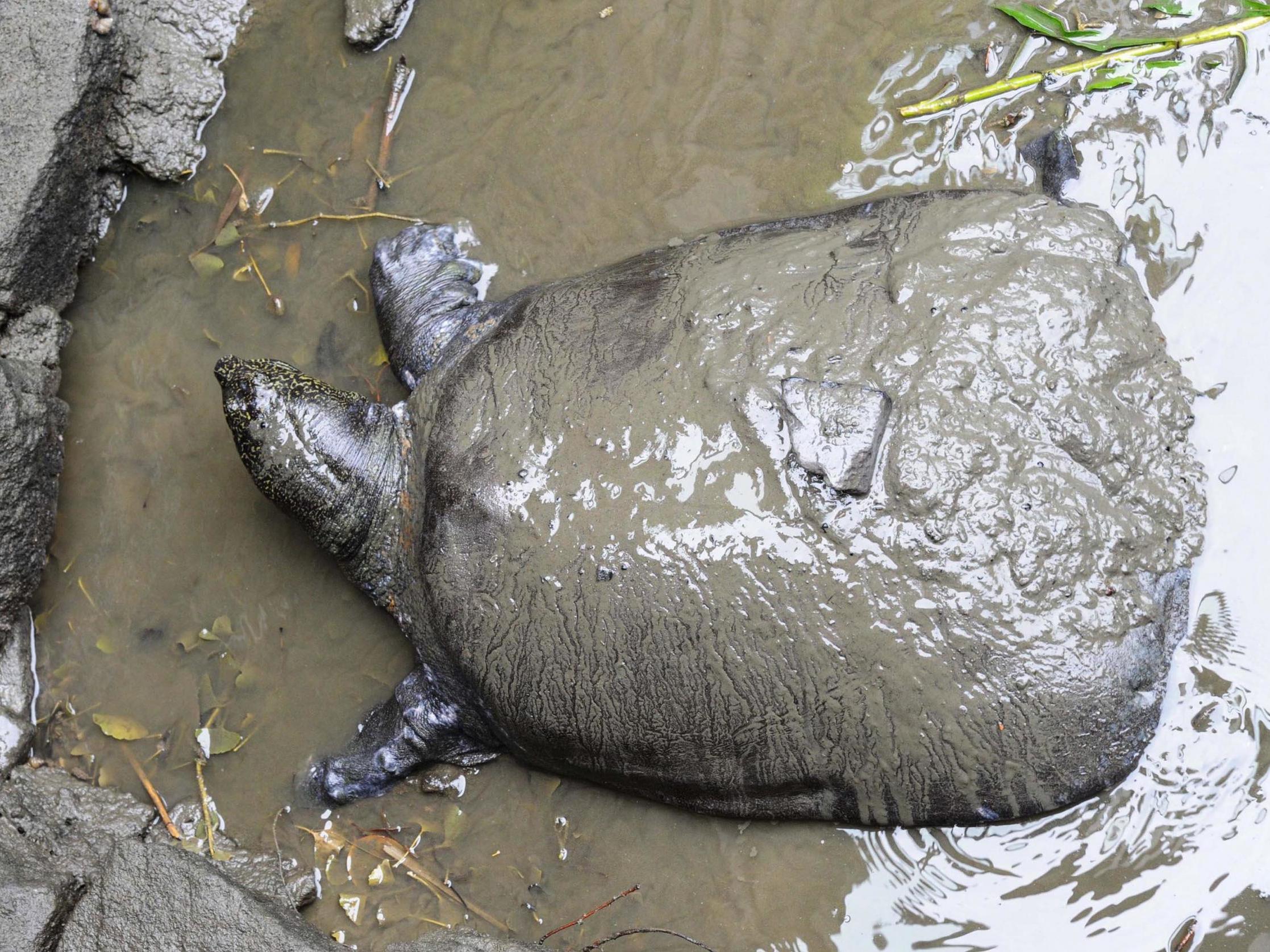 A female Yangtze giant softshell turtle at Suzhou Zoo in China. The species is on the brink of extinction after a female died