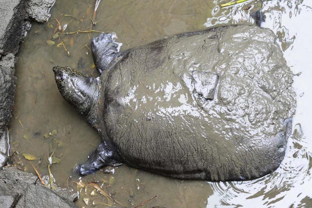 A female Yangtze giant softshell turtle at Suzhou Zoo in China. The species is on the brink of extinction after a female died