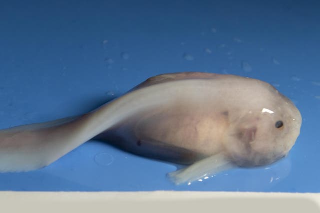 Snailfish are top predators in the deep sea hadal zone, which is one of the most hostile areas on earth