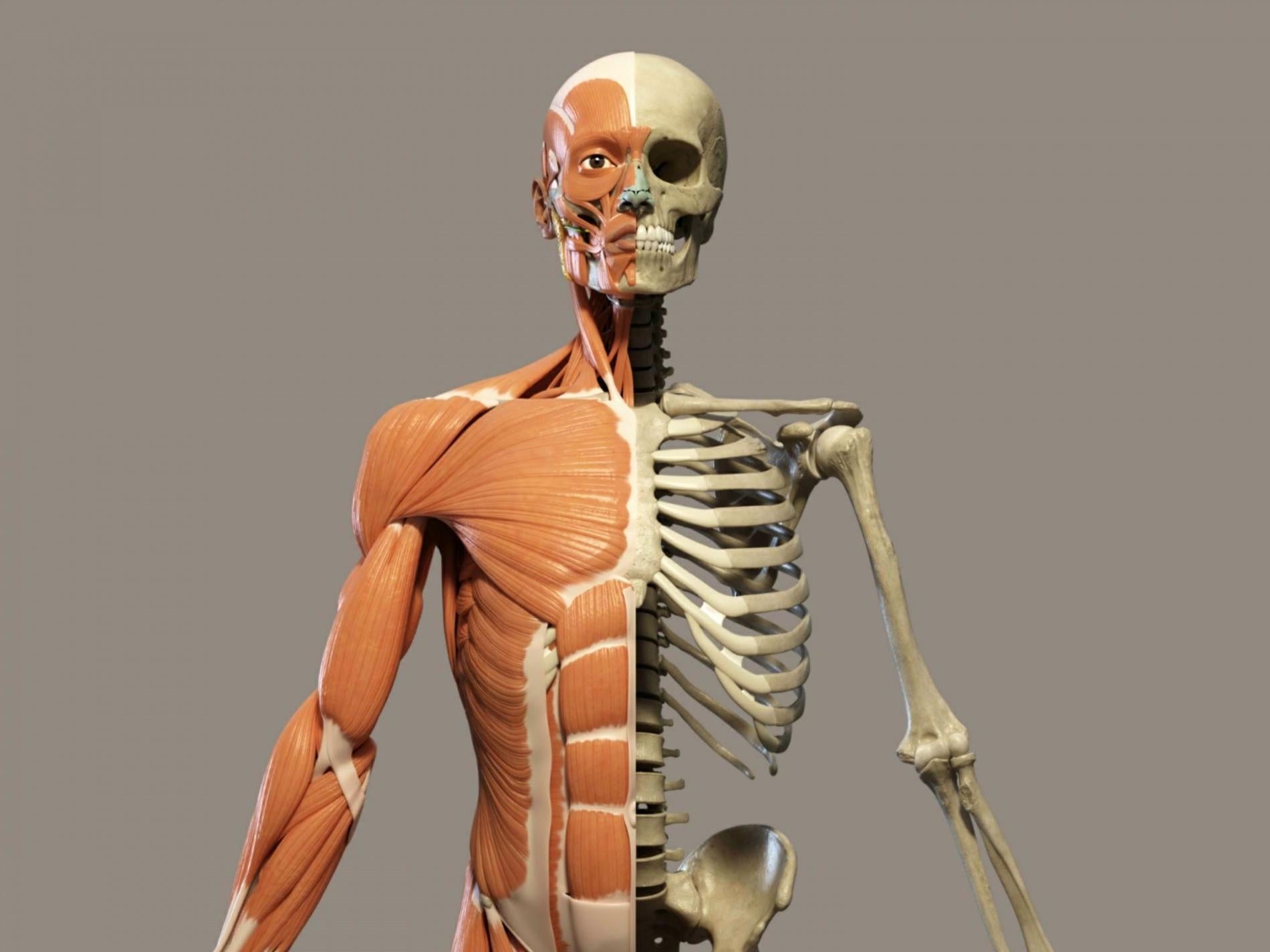 Full body human anatomy print VI