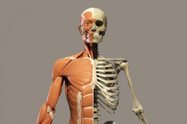 Human skeleton muscles and bones