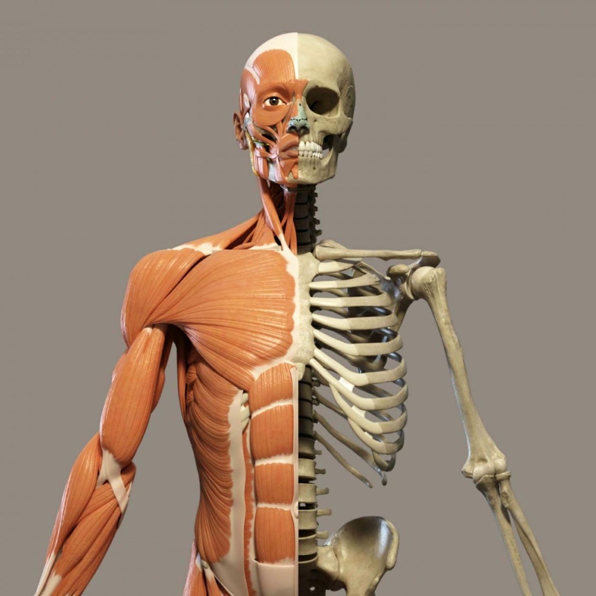 Britons clueless about which bones make up human body, claims ...