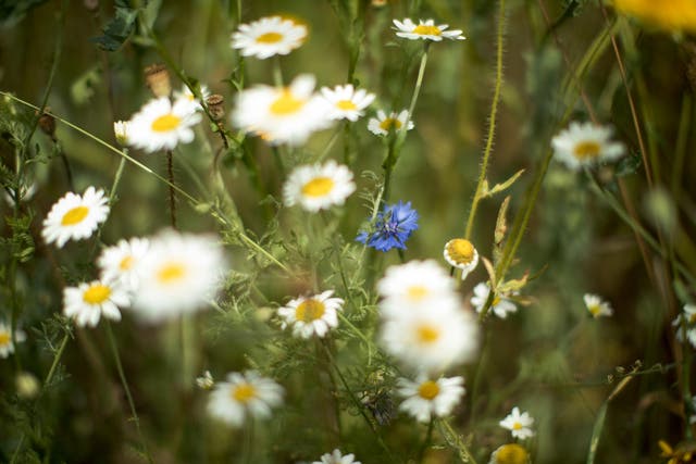 Plantlife is asking people to take part in a "citizen science" project to count the daisies, dandelions and other blooms