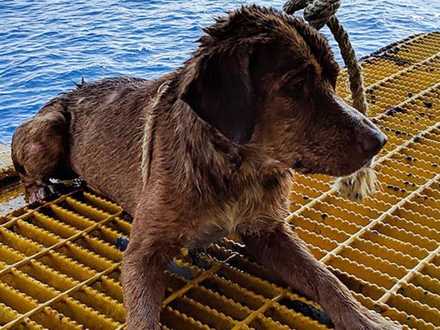 Boonrod the dog was rescued by workers on an oil rig off the coast of the Gulf of Thailand after he was found swimming 135 miles from shore on 12 April 2019.