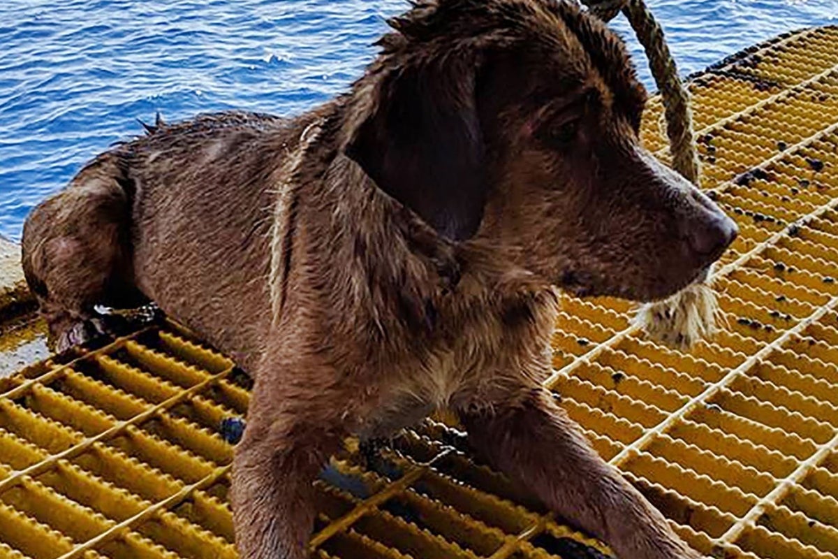 Stranded dog rescued while swimming 135 miles off Thai coast | The ...