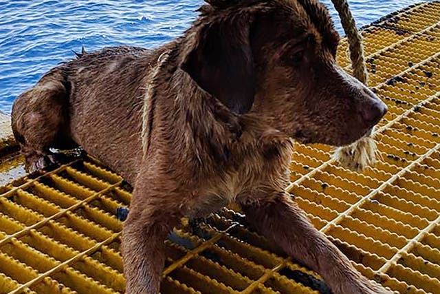 Boonrod the dog was rescued by workers on an oil rig off the coast of the Gulf of Thailand after he was found swimming 135 miles from shore on 12 April 2019.
