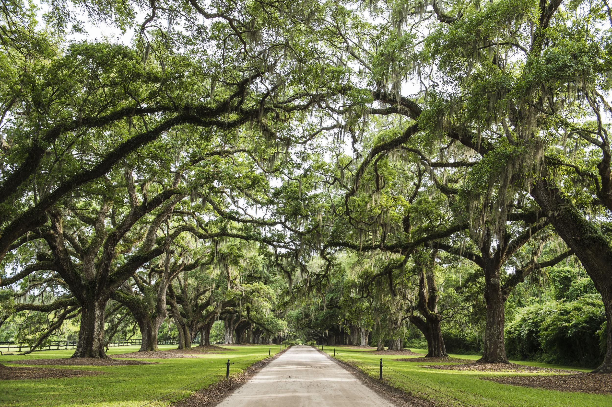 Charleston also has plenty of green spaces