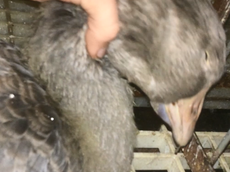 Foie gras producer uses engine oil to grease pipes forced down geese throats