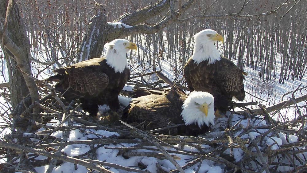 UK’s largest bird of prey returns to England for first time in 240 years 1 UK’s largest bird of prey returns to England for first time in 240 years 1