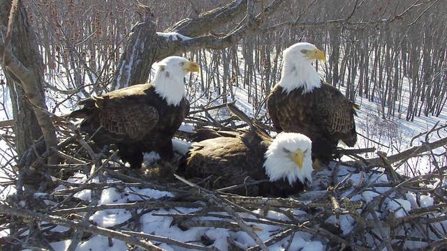 Bald Eagle Being Dragged Into Sea By Octopus Saved By Salmon Farmers The Independent The Independent