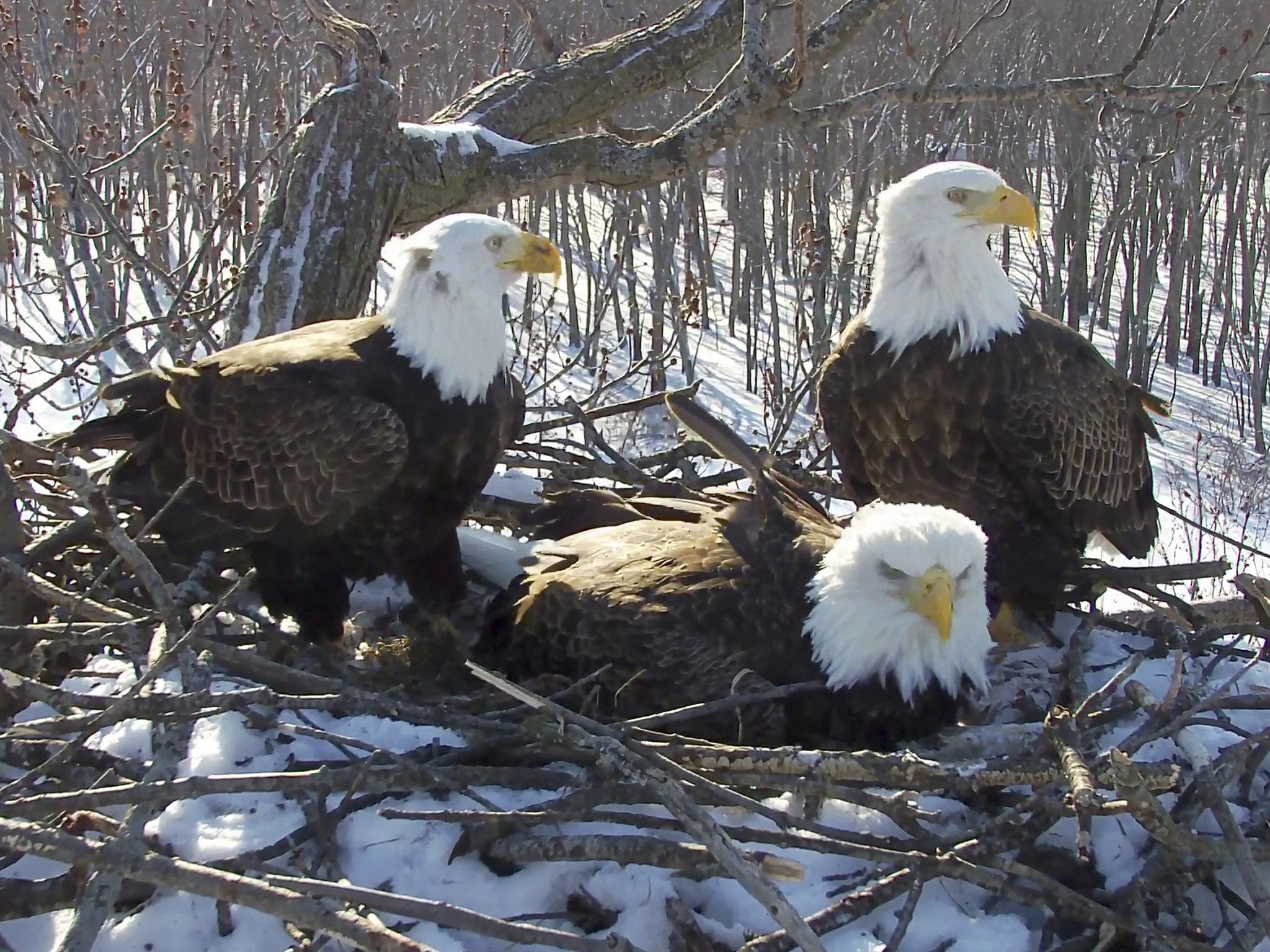 The Endangered Species Act is credited with protecting bald eagles from extinction in North America.