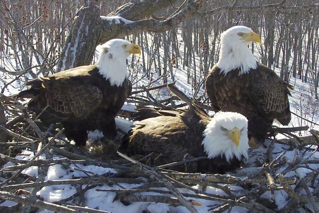The Endangered Species Act is credited with protecting bald eagles from extinction in North America.