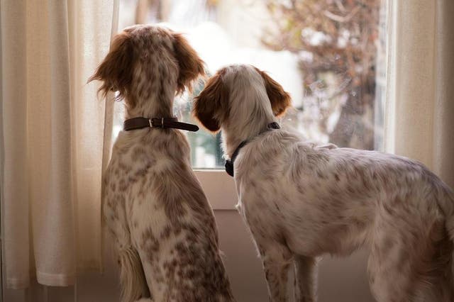 <p>The appearance of the cloned animal can differ from the original</p>